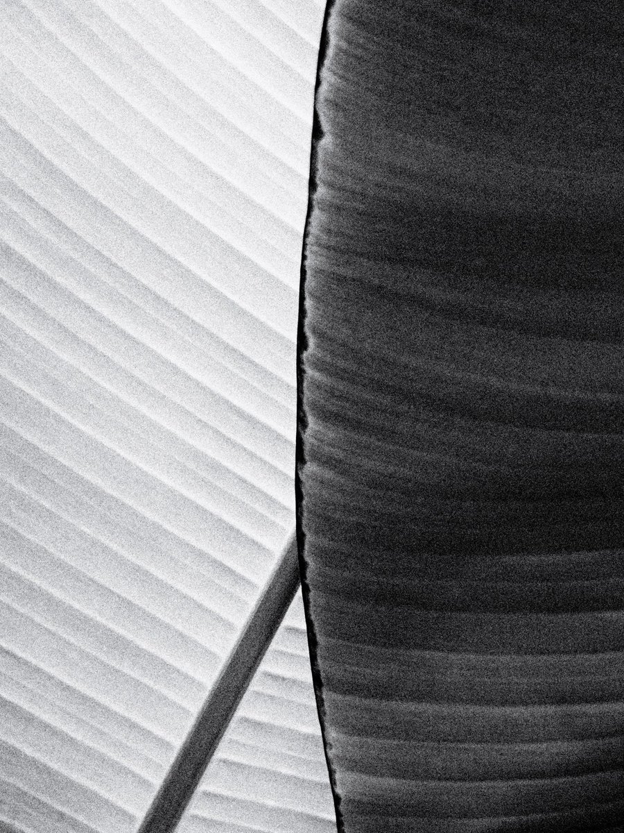 Avantologist's tweet image. foliage
#nature #bnw #leaves #monochrome