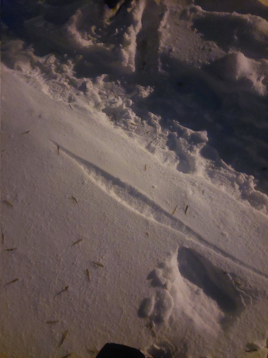 (っ´ཀ`)っ tweet media