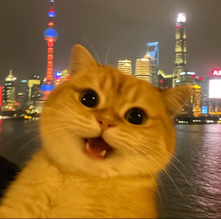 Cats all the way (@nekocatts) on Twitter photo 