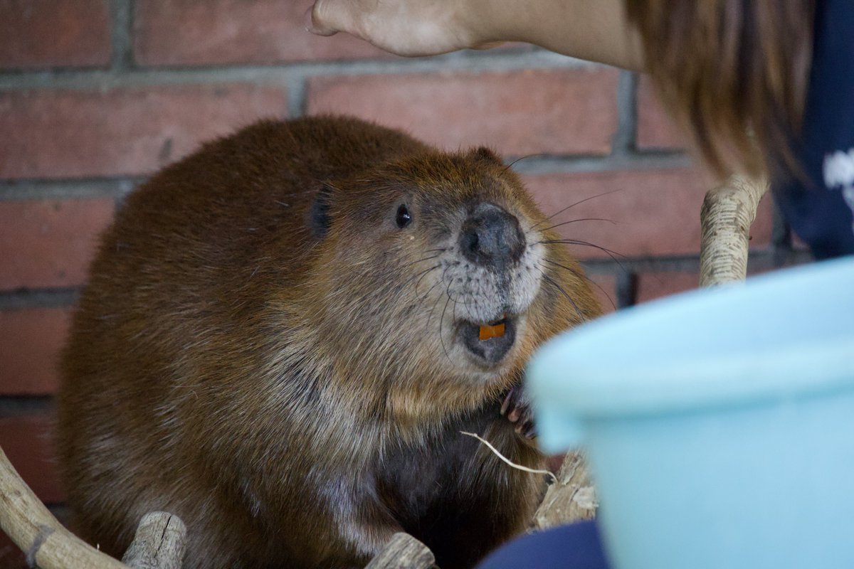 keima1006's tweet image. え！ニンジンくれるんですか！？
やったー！！

（2026.4.21）
#アメリカビーバー　#beaver
#羽村市動物公園　#ヒノトントンZOO
#ぽんぽん