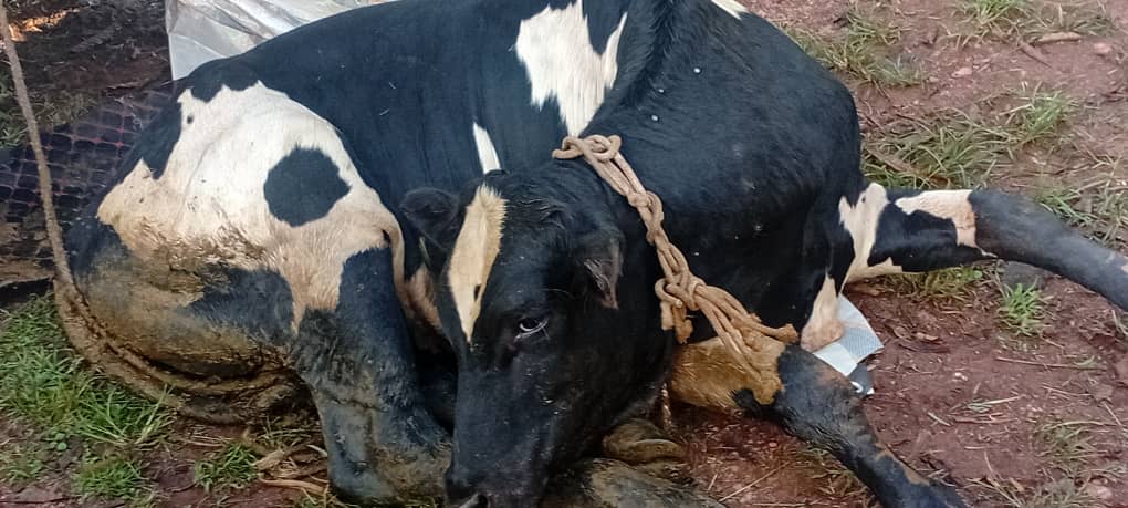 Uganda Police Force tweet media