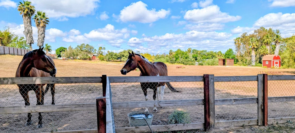 IanSchoen1's tweet image. Timeline cleanse! Gorgeous Tuesday here in North  #sandiego County. Please share some pics of your local outdoors... Huddle up...We are going to make it!!! #rescuehorses #horses #carlsbad #vista #california #oceanside #spring #stephenwilsonjr #cleanse #bellyup