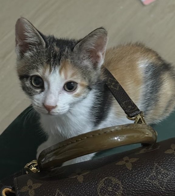 ♡𝗺𝗼𝗰𝗵𝗶⁷♡ tweet media