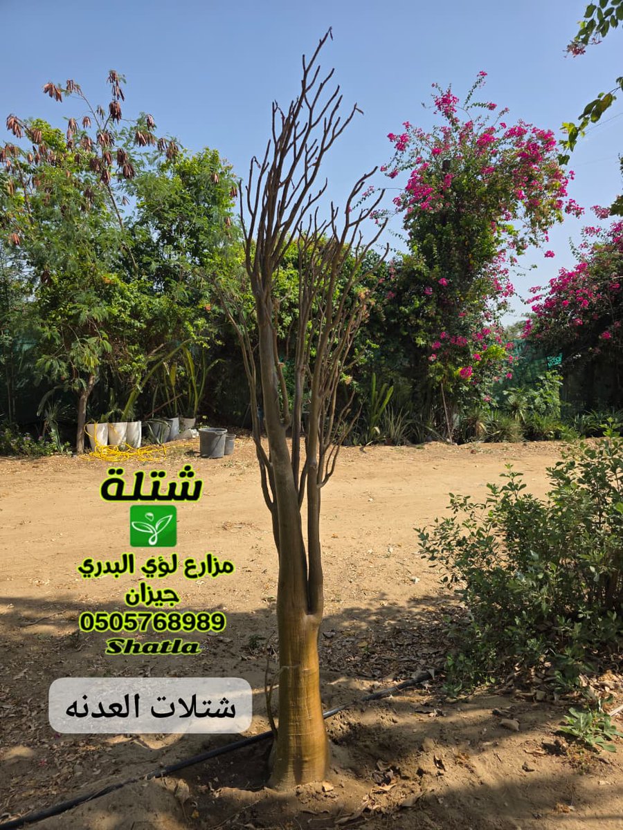 لؤي منور البدري tweet media