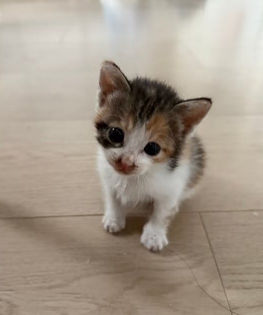 ♡𝗺𝗼𝗰𝗵𝗶⁷♡ tweet media