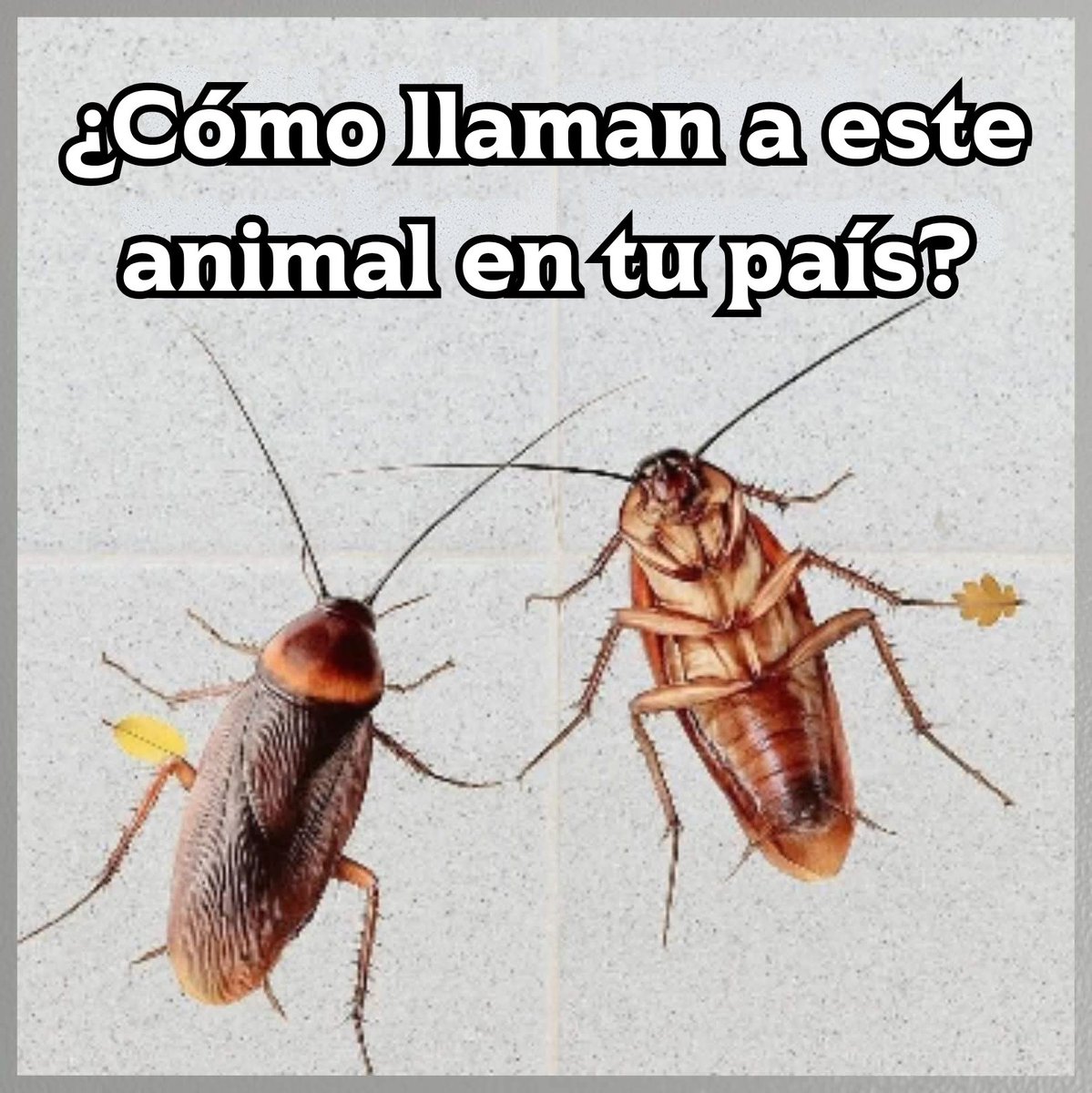 Rincón Curioso tweet media