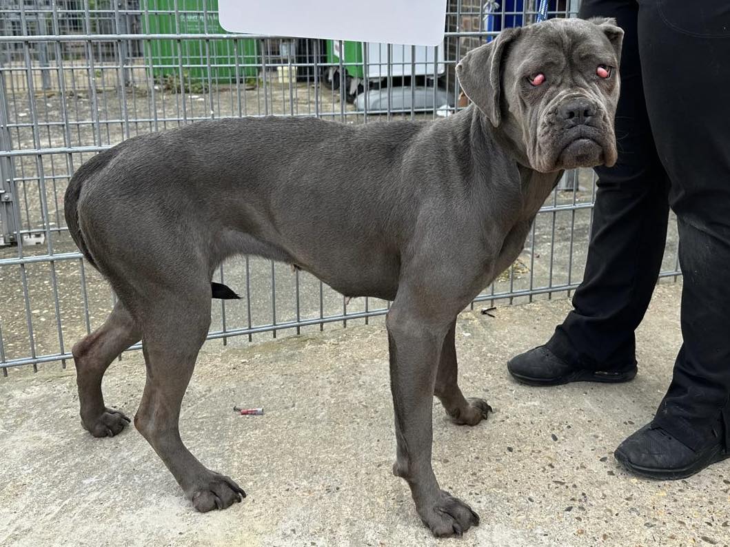 Animal Adoptions UK 🐕‍🦺🐈🐎❤️ tweet media