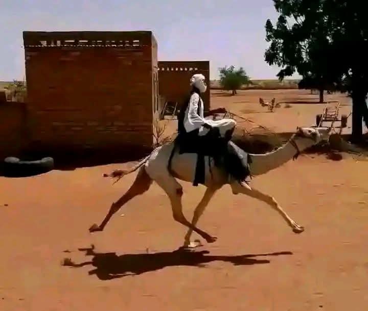 عبدو نور tweet media