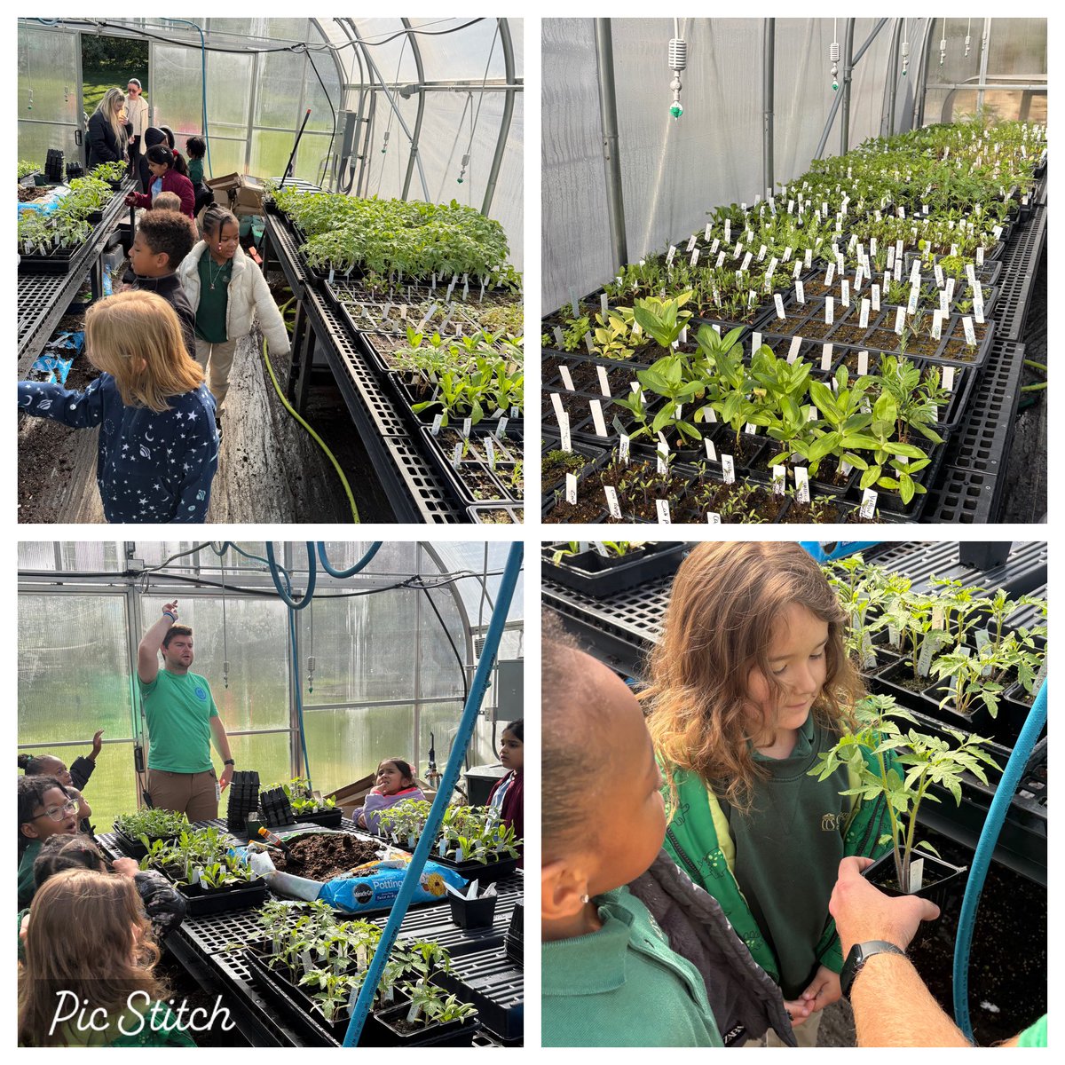 MrPowell20's tweet image. Happy Tuesday! Today has been a very busy day! Today my K students went to the #greenhouse and was able to explore all the different plants! Then 1st grade did a lesson all about the food in the lunchbox! It was a fun #agriculture lesson! #STEM #teacher