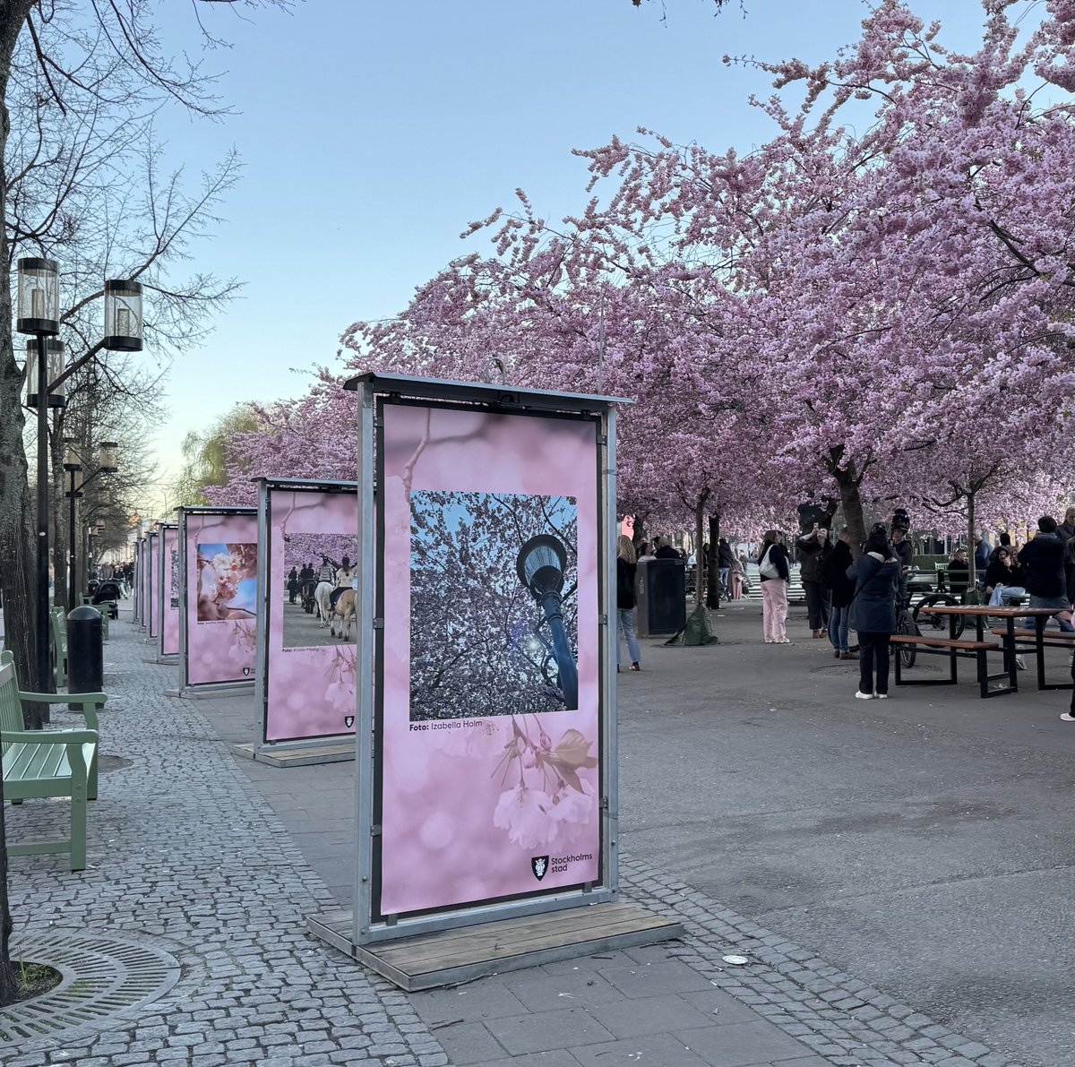 Mohammad Hossein tweet media