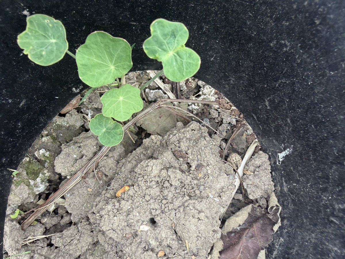 hobibahcesi2's tweet image. Mashua vs nasturtium, they certainly look very similar 🥰 #allotment
