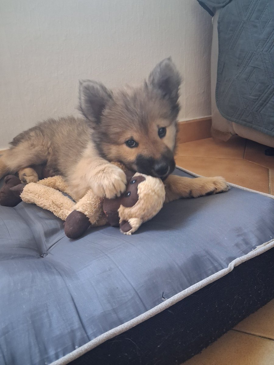 Malu Meda🐾🐾 tweet media