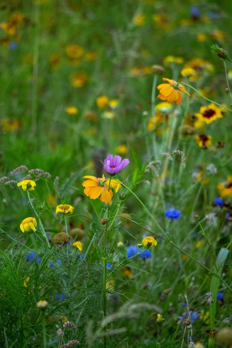 GorselSl's tweet image. #spring #nature #flowers #wildflowers