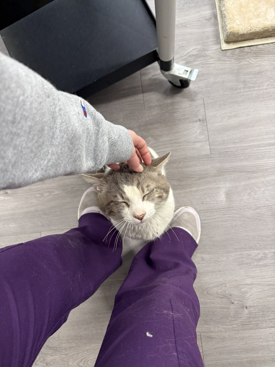 Friends of Bear Cat Rescue tweet media