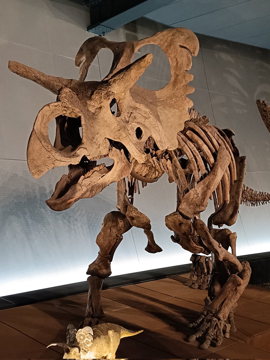 もうこはん tweet media