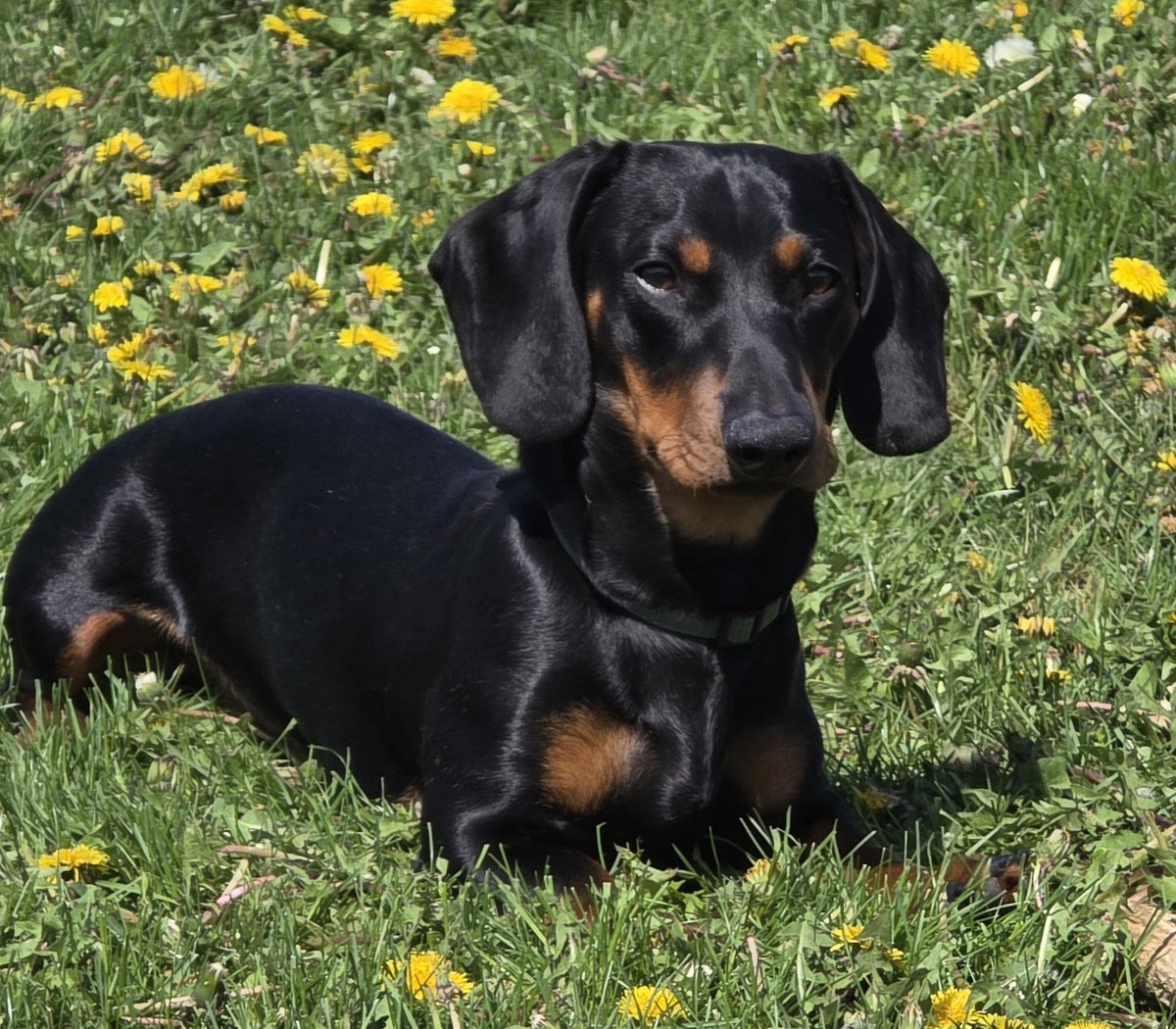 Carolina Cowboy tweet media