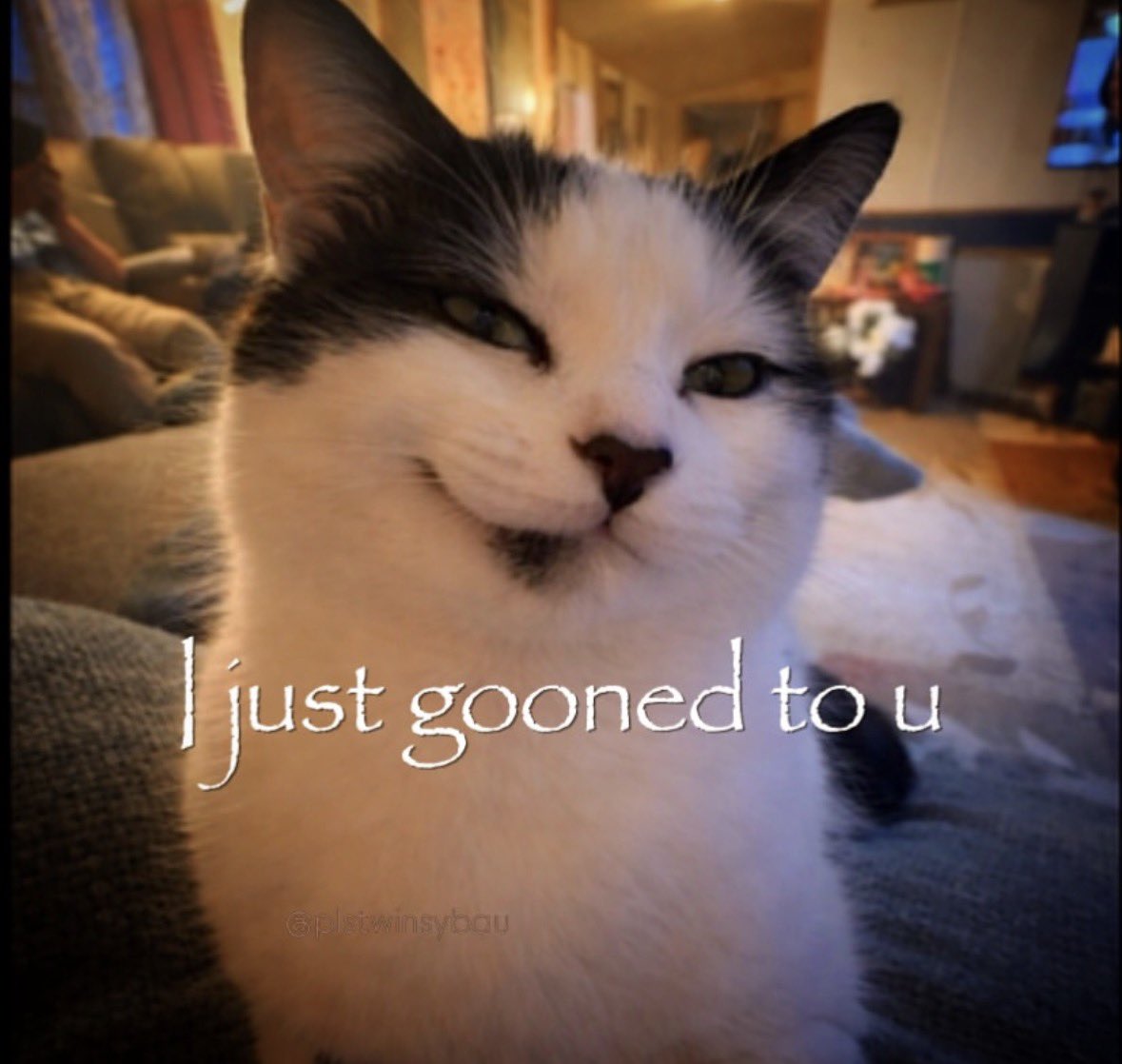 LiterallyMeCats tweet media