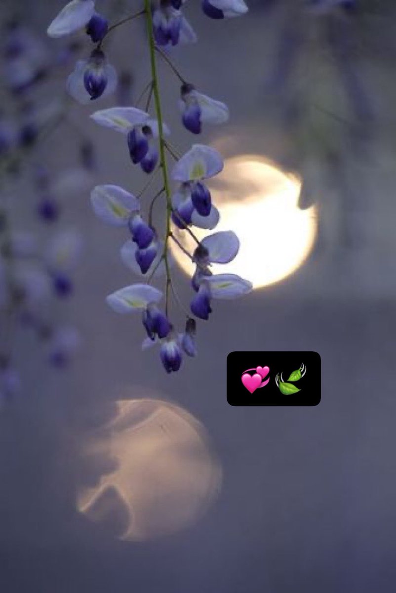 Madiha915's tweet image. sailing in the ocean 
by ship is an unique 
experiment 
#GoodNight 
#Friends 
#SweetDreams 
💦💙🌷💦💙🌷