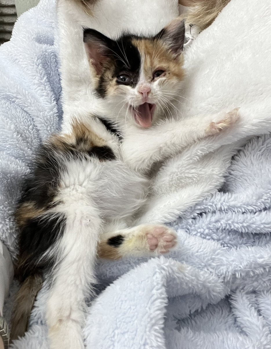 دیستال‌اکسس tweet media