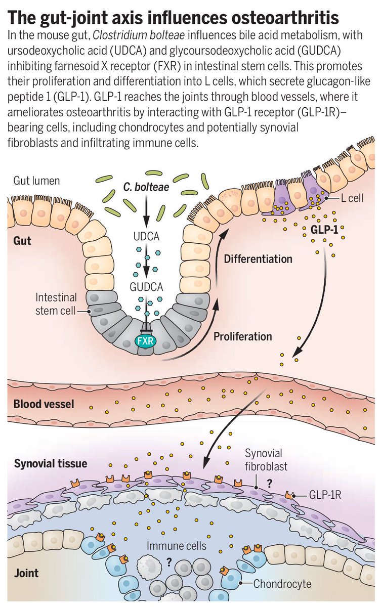 ScienceMagazine's tweet photo. In a 2025 Science study, researchers reported compelling evidence for a gut-joint axis involving bile acid metabolism and GLP-1 signaling in osteoarthritis development, advancing the understanding of osteoarthritis pathogenesis and opening new avenues for therapy. 

Learn more in this #SciencePerspective: https://t.co/CW3xWagpBE #ScienceMagArchives