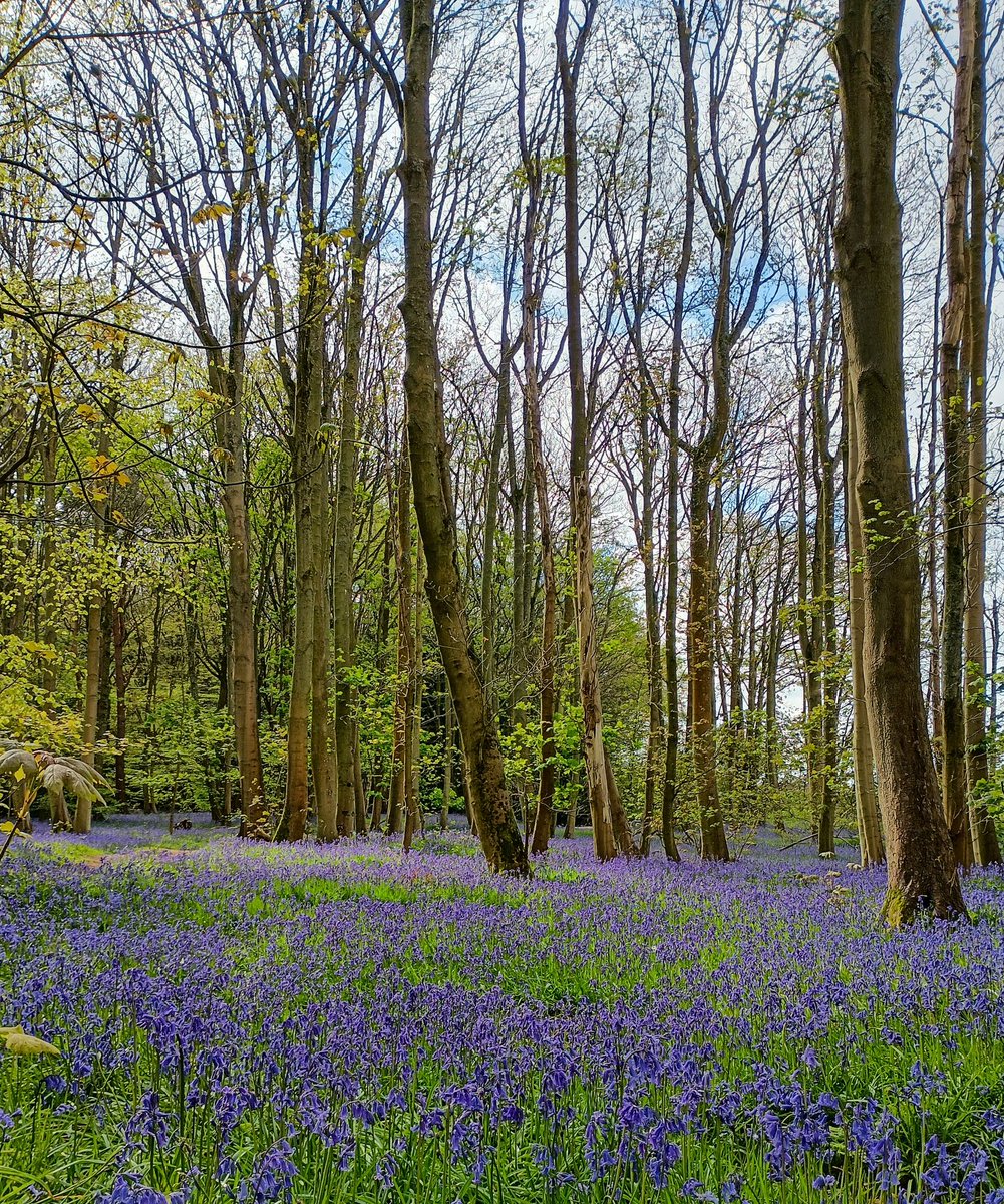 SewellLeigh's tweet image. Bluebells are programmed to flower before the woodland canopy closes, maximizing their intake of sunlight before trees block it out and also making optimum conditions for pollinators to find them 🤩

#tuesdaymorning #nature #naturephotography #wildflowers #macro #woodland