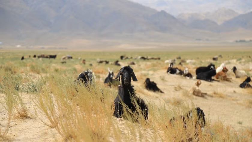 theGEF's tweet image. Ahead of #GEFAssembly2026: In #Uzbekistan, farmers are restoring degraded rangelands while strengthening livelihoods. 

See how @theGEF support is helping turn environmental pressure into opportunity: thegef.org/newsroom/featu…