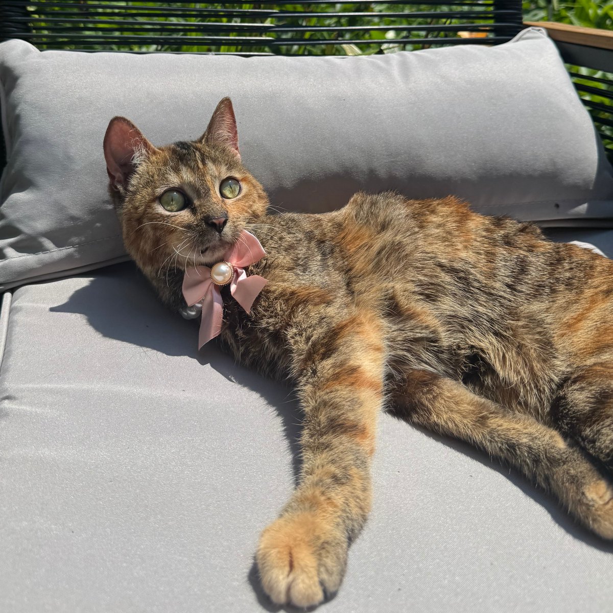 Tree House Humane Society tweet media