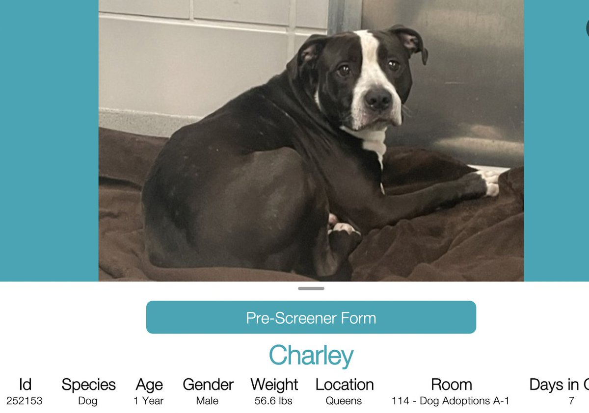 BeeDoDoobieDo's tweet image. CHARLEY 🆘🆘🆘🚨
nycacc.app/browse/252153 Queens
1yr old, brought in stray on 4/14
Put at risk to be killed after coming online today-4/21
A healthy, adoptable dog, fearful of the shelter,has
a timer set- he'll be killed if someone does not step up. 🆘🆘🆘🚨 
#Pledge #FosterMe
