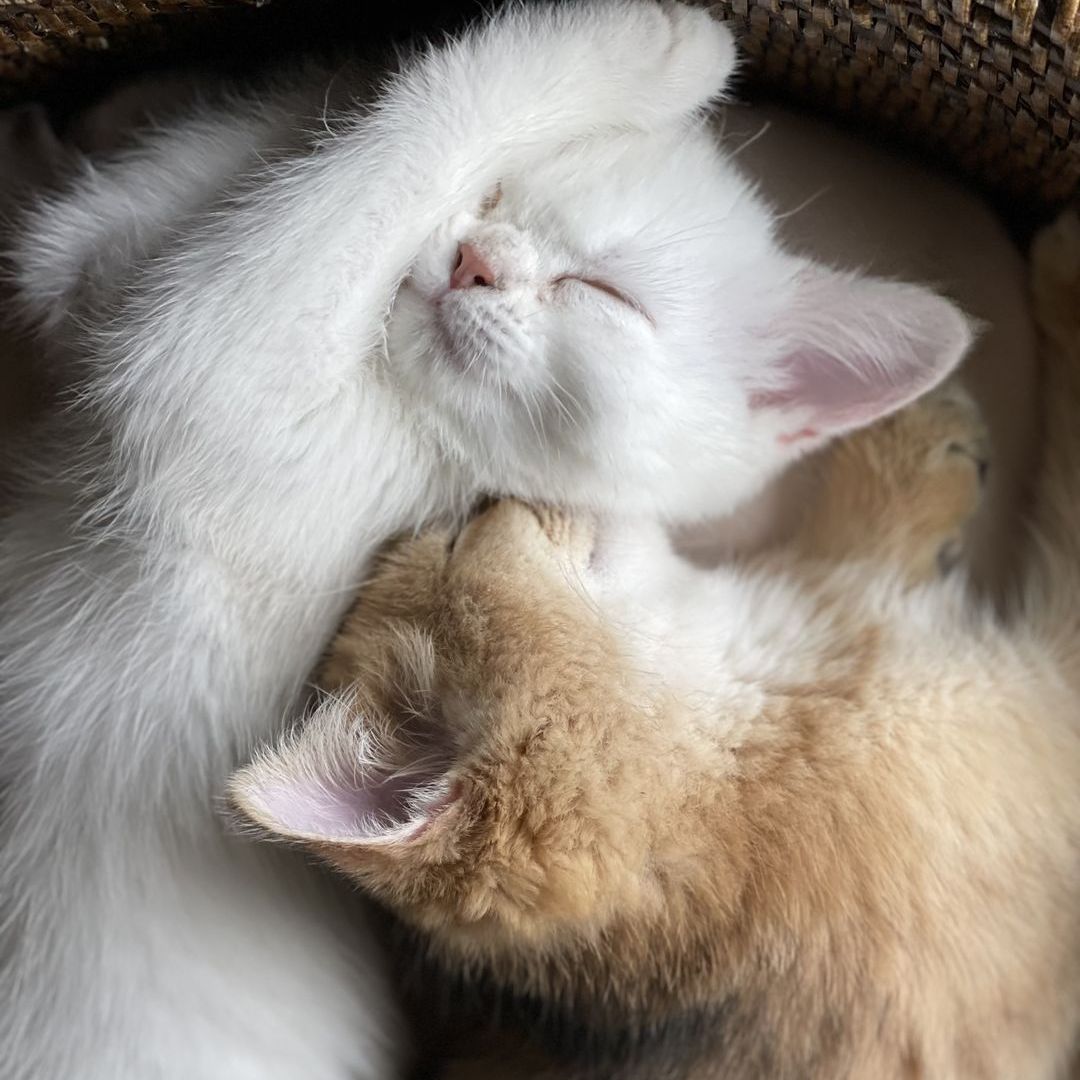 Scottish Cat Cattery "CAT SHALOM" tweet media