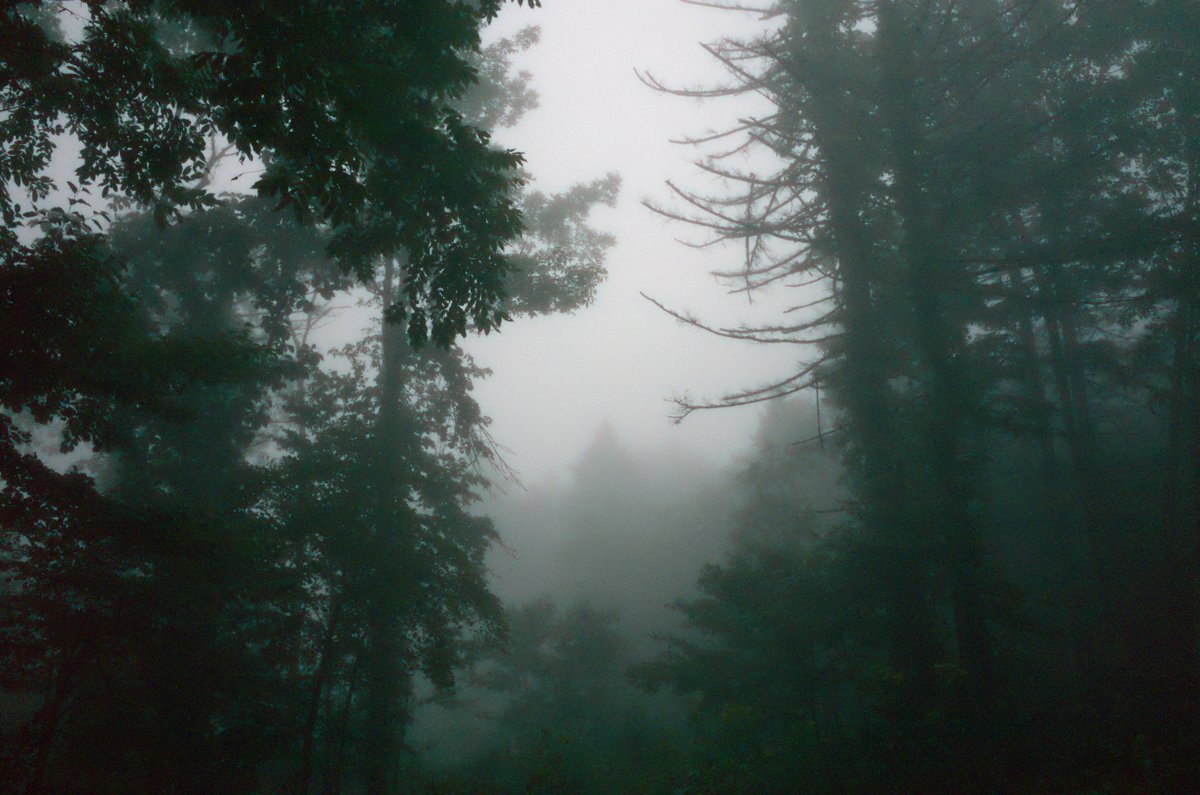 froooooog's tweet image. [ Forest in the Fog ]
2023 支笏湖周辺
#RICOH #GR

#Photography #PhotoArt
#PhotoLovers
#写真好きな人と繋がりたい