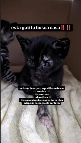 Sudwig's tweet photo. GATITOS  DE UN MES BUSCAN CASA:

-Zeon (negrita). Hembra. Dormilona y tranquila
-Zabi (gris un poco mas clarito). Hembra. Mansita y cariñosa.
-Zaku (gris un poco mas oscurito). Macho. Simpatico y juguetón.

Zona Sevilla-Córdoba. Podemos movilizarnos. Interesados MD! 

Difusión! https://t.co/zHLNWxKy1I