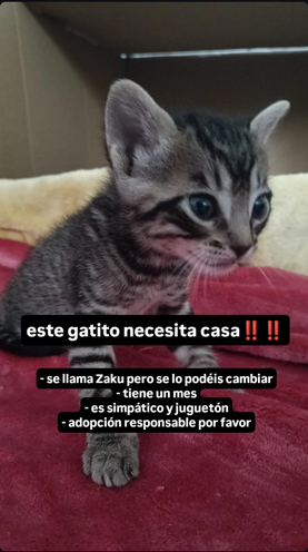 Sudwig's tweet photo. GATITOS  DE UN MES BUSCAN CASA:

-Zeon (negrita). Hembra. Dormilona y tranquila
-Zabi (gris un poco mas clarito). Hembra. Mansita y cariñosa.
-Zaku (gris un poco mas oscurito). Macho. Simpatico y juguetón.

Zona Sevilla-Córdoba. Podemos movilizarnos. Interesados MD! 

Difusión! https://t.co/zHLNWxKy1I
