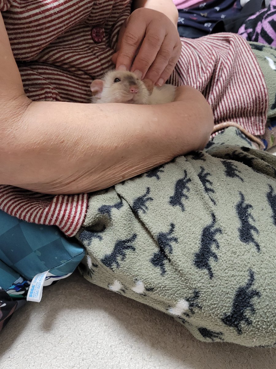 母さんにモミモミさせてあげてえらいぞ☺️

#ファンシーラット の ナカシ

\  えっへん！！  /