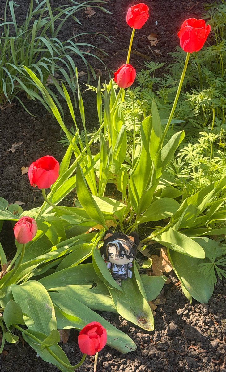 Kiyo 🐯💭 First Stream Mid June tweet media