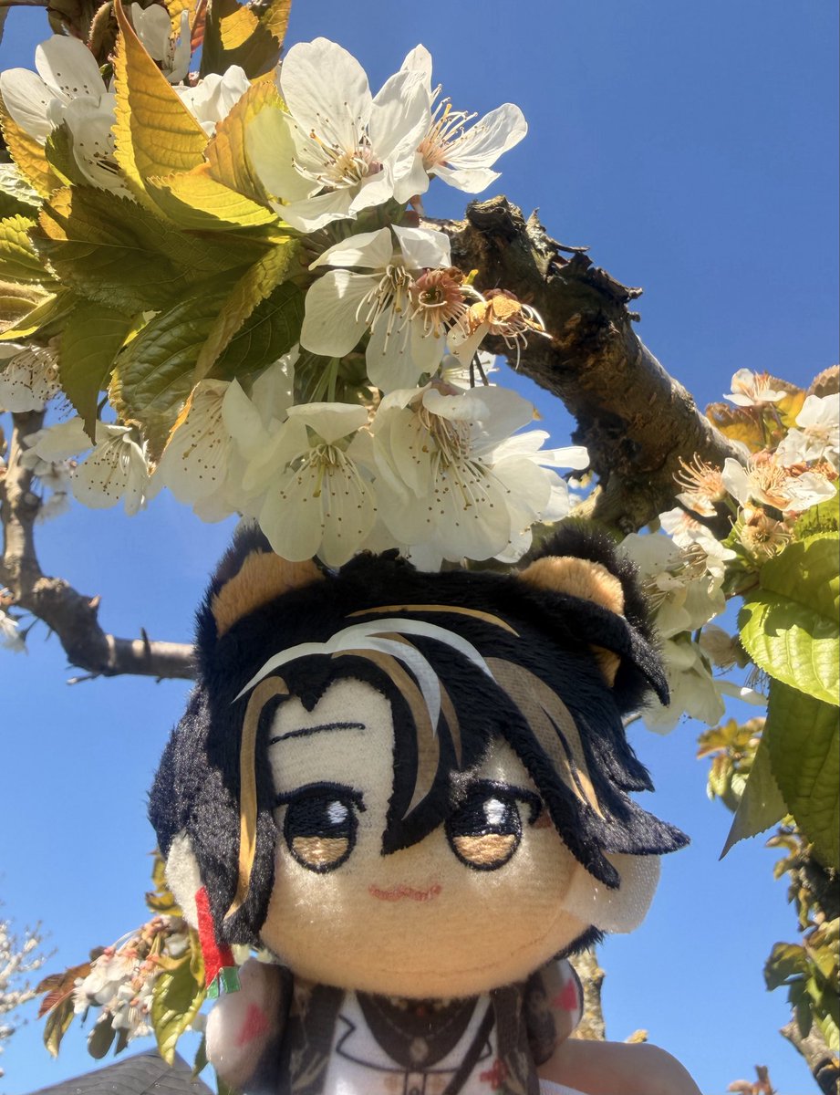 Kiyo 🐯💭 First Stream Mid June tweet media