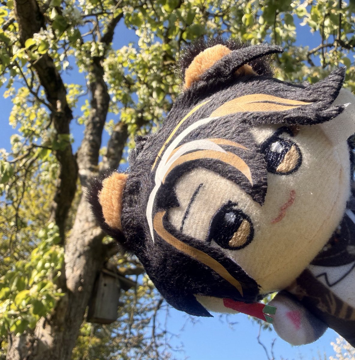 Kiyo 🐯💭 First Stream Mid June tweet media