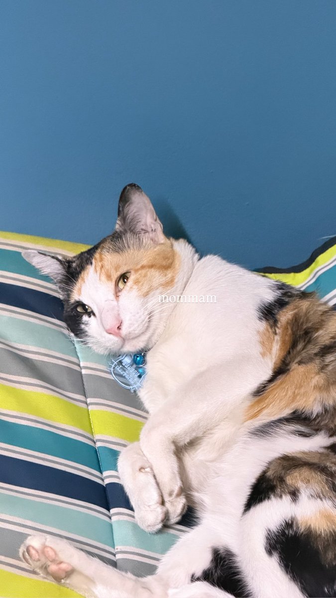 🐰Sonya Saranphat Hong Kong FC🇭🇰 tweet media