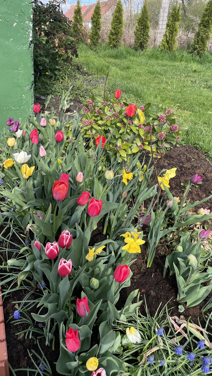 teodor_dziadek's tweet image. Uwielbiam ten czas🌷#mygarden #home #country #flowers #nature #lubuskie #calm #silence #Poland