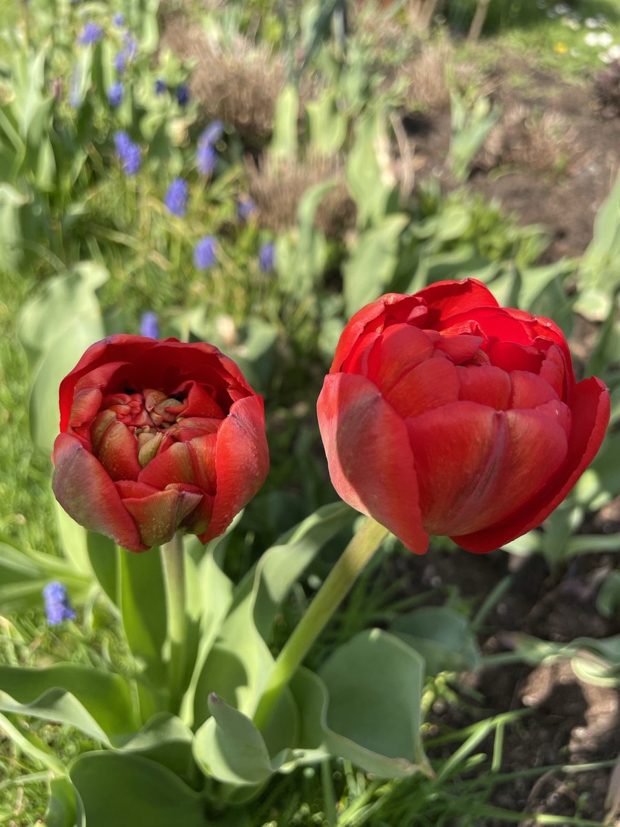 teodor_dziadek's tweet image. Uwielbiam ten czas🌷#mygarden #home #country #flowers #nature #lubuskie #calm #silence #Poland