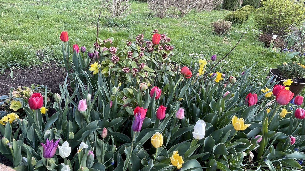 teodor_dziadek's tweet image. Uwielbiam ten czas🌷#mygarden #home #country #flowers #nature #lubuskie #calm #silence #Poland
