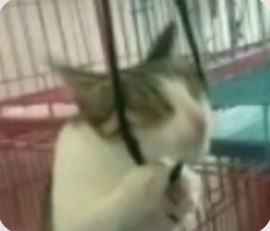 Nino-sama🌪️ (@ninoxvx) on Twitter photo 