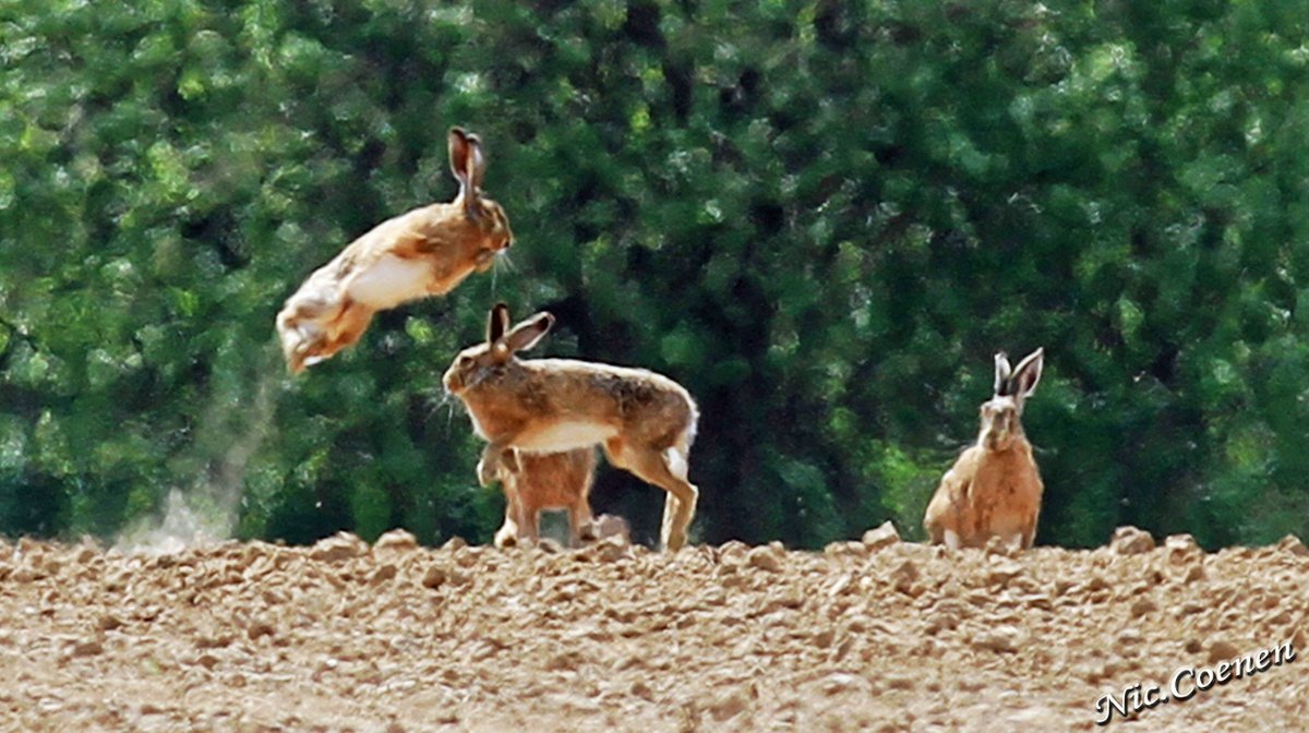 Top Sports   Vink  Zuid-Limburg