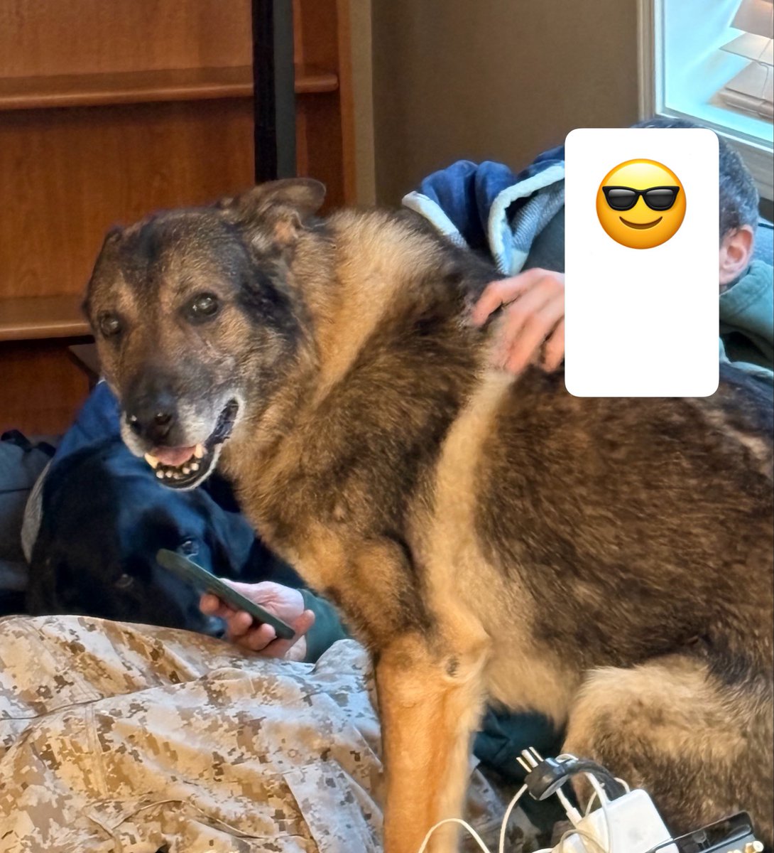 K9 Khan tweet media
