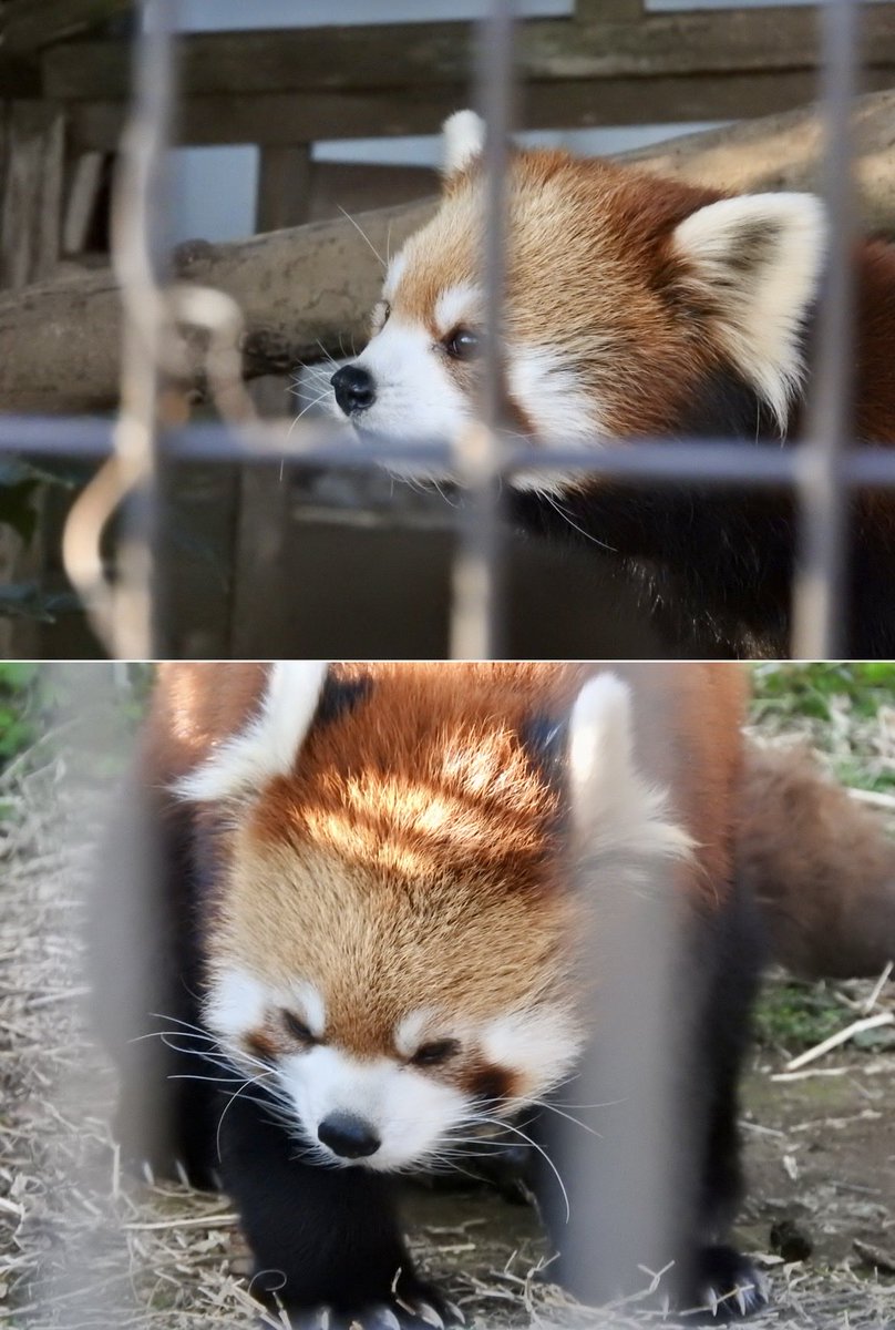 bartlet74's tweet image. ( ・_・)  ニャン

#レッサーパンダ
#市川市動植物園
#梨花