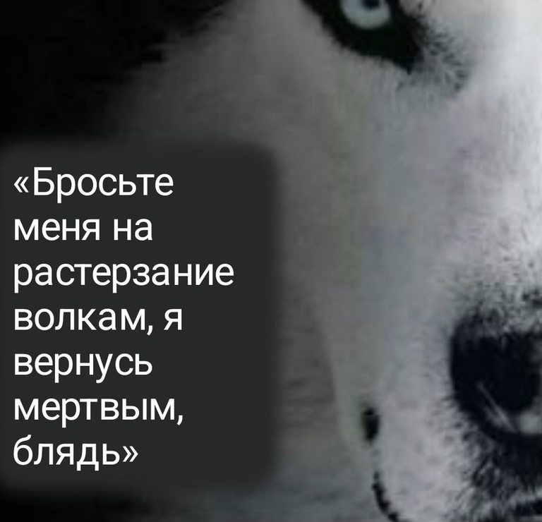 ивус tweet media