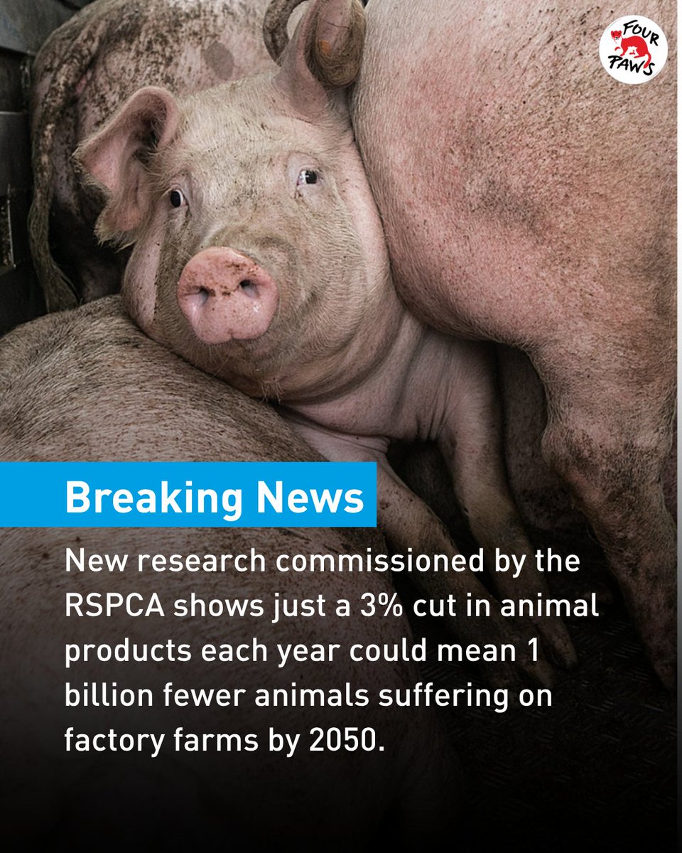 FOUR PAWS UK tweet media