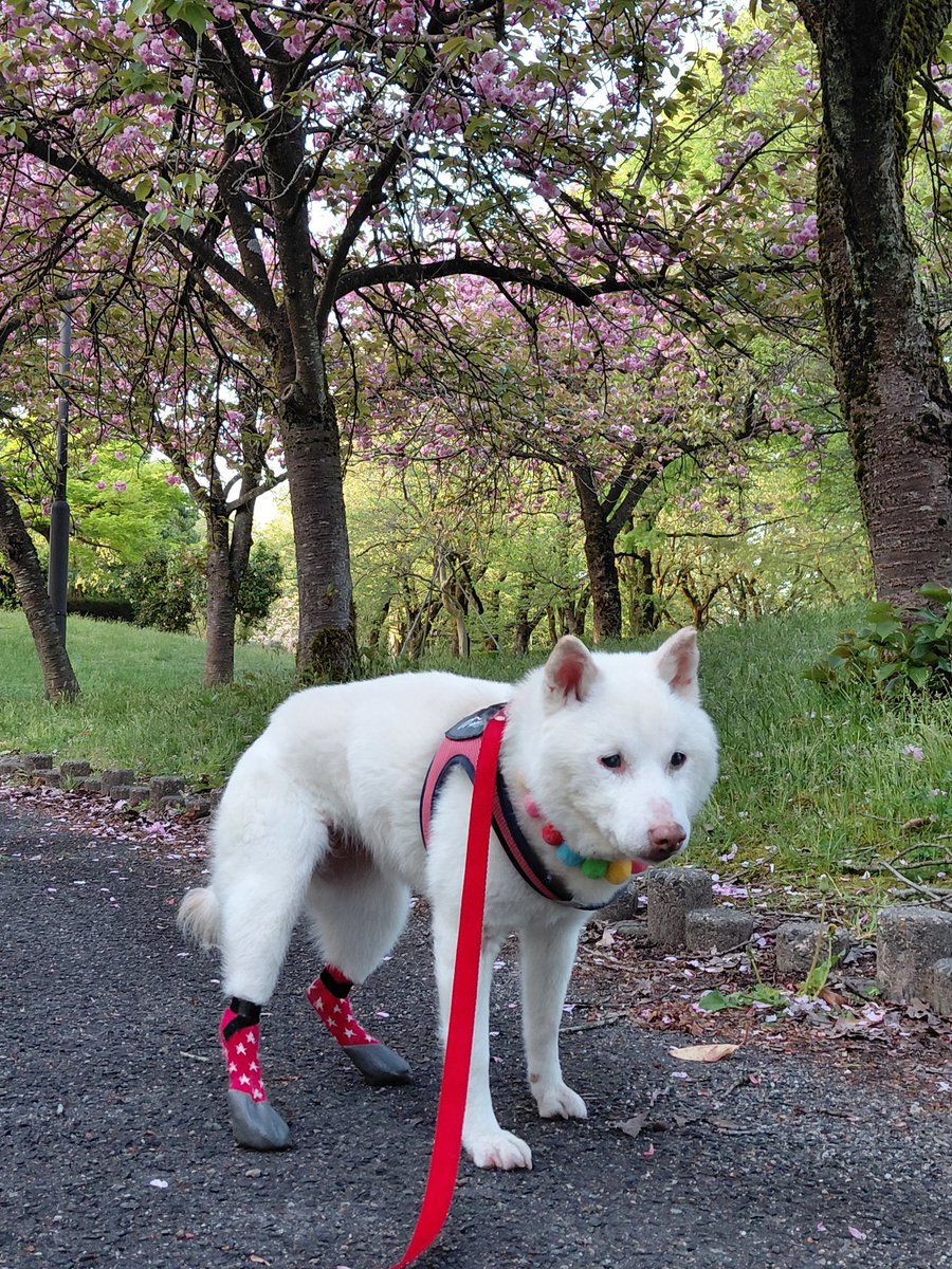 白柴らんたん tweet media