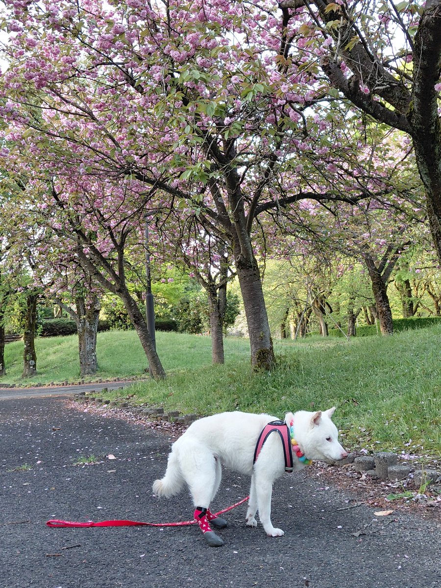 白柴らんたん tweet media