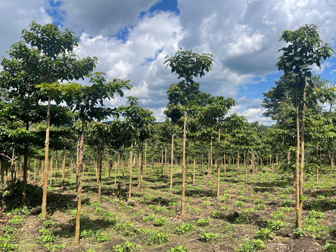 James_TheFORESTER🌱 tweet media