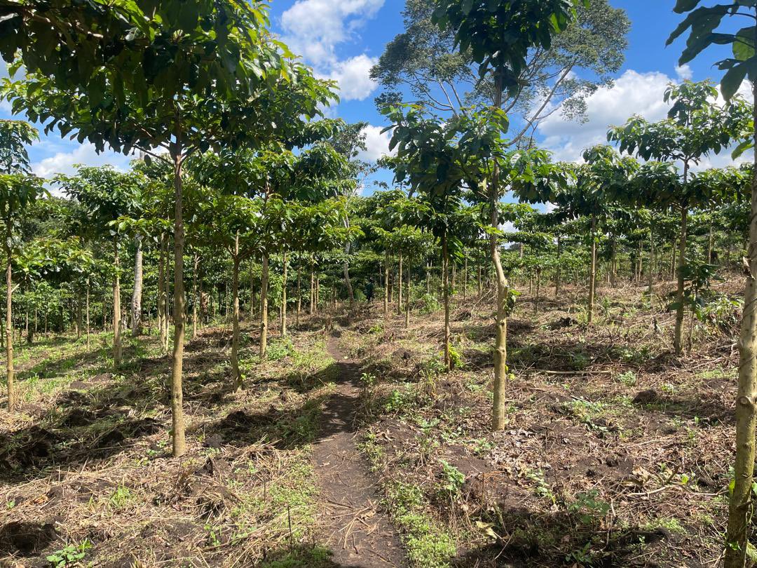 James_TheFORESTER🌱 tweet media